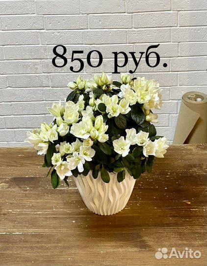 Азалия, орхидея, бегония, калла.Комнатные растения