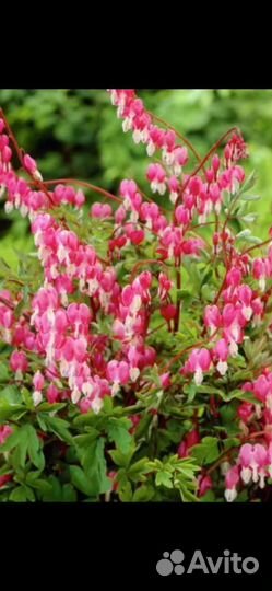 Дицентра разбитое сердце