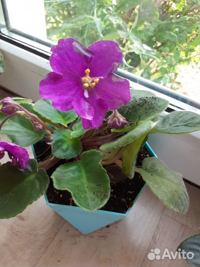 Комнатные цветы