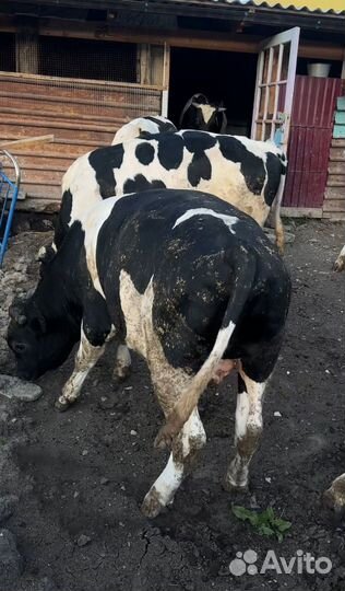 Быки на мясо