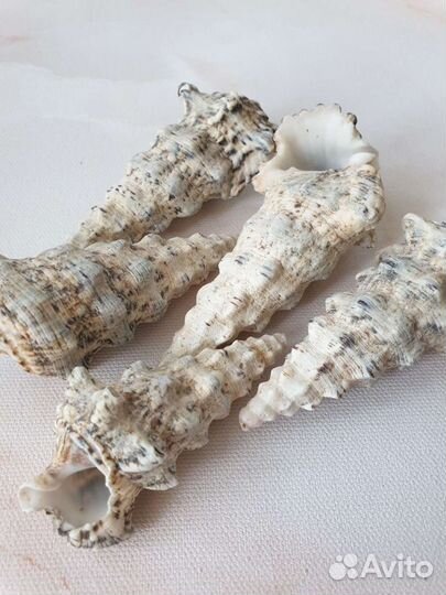 Ракушки декоративные