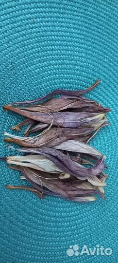 Лилия сухоцвет. Творчество