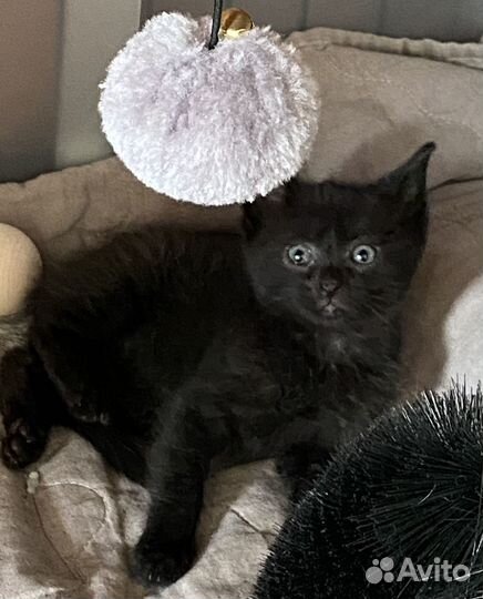 Черные котята