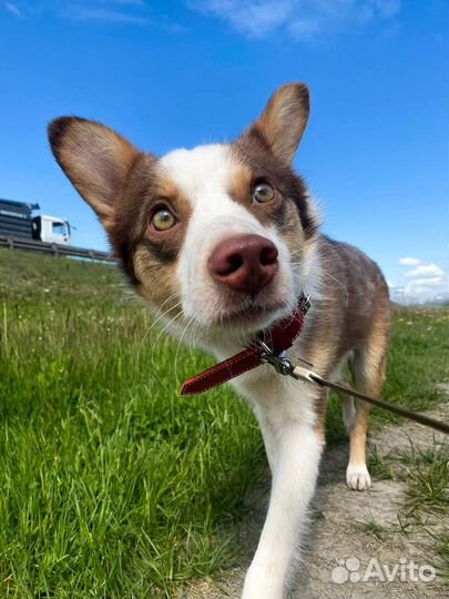 Маленькая собака в дар