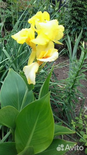 Многолетние садовые растения