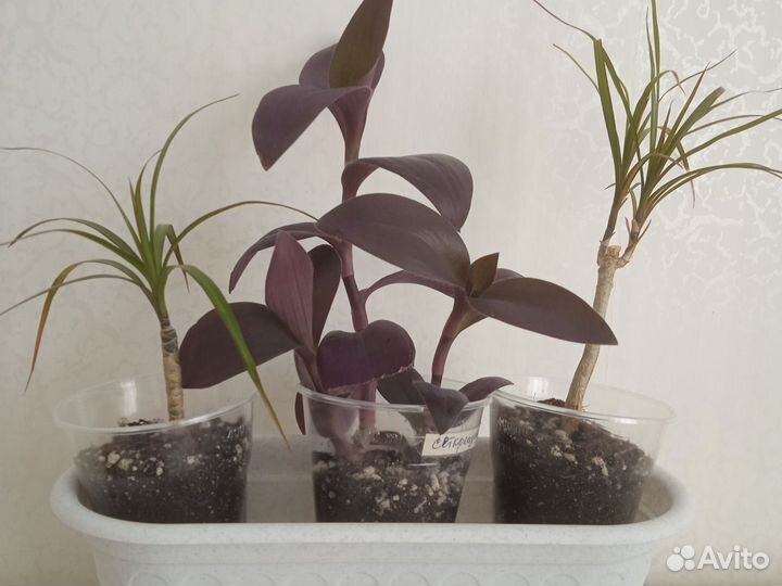 Драцена, сеткреазия-обмен