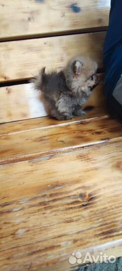 Померанский шпиц мини