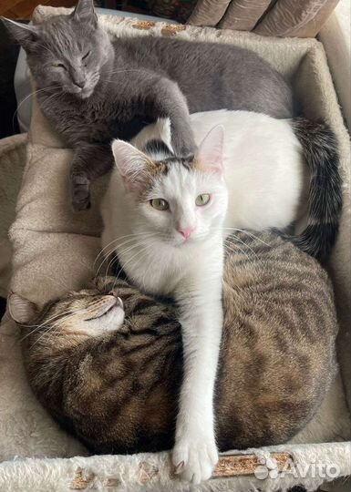 Котик в добрые руки