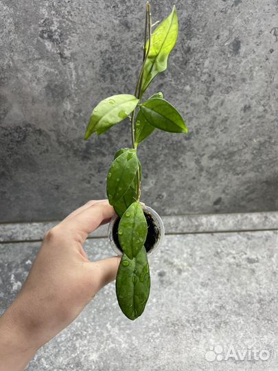 Хойи разные