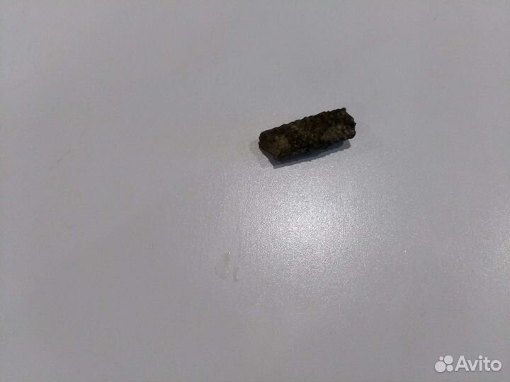 Окаменелая игла морского ежа