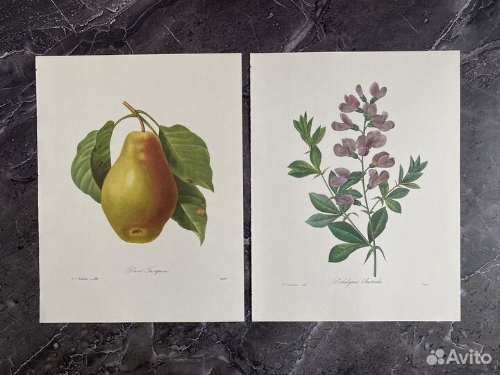 Литография цветы фрукты 11