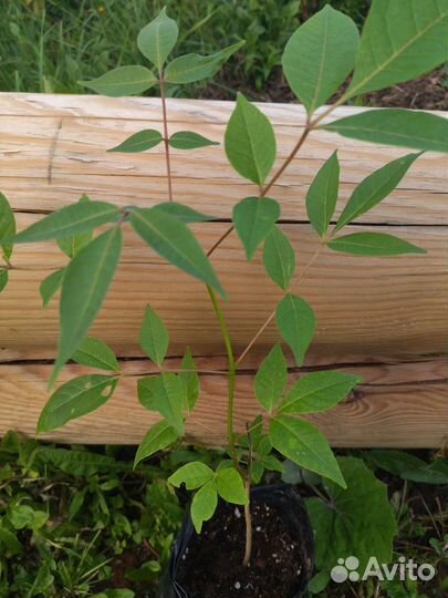 Саженцы бархата амурского