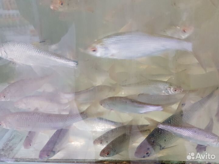 Живец карась, плотва