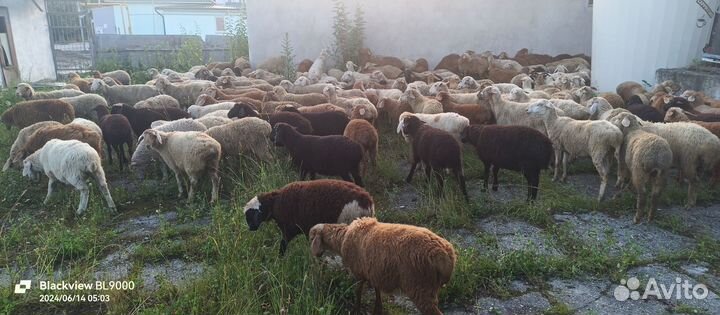 Овцы бараны ягнята