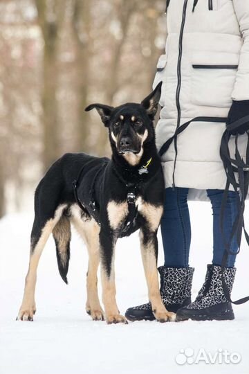 Ищет дом Ушастик