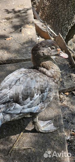 Селезень индоутки лаванда