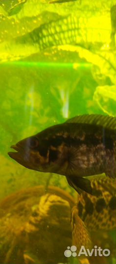 Редкие цихлозомы