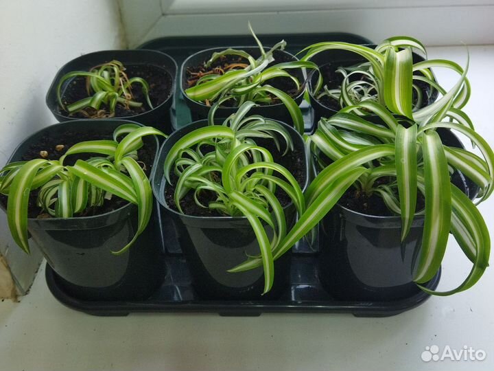 Комнатные цветы