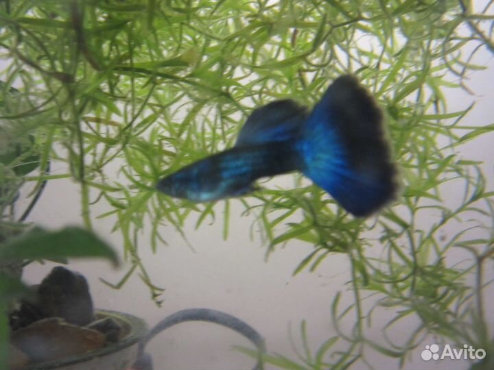 Гуппи(чистые линии), растения