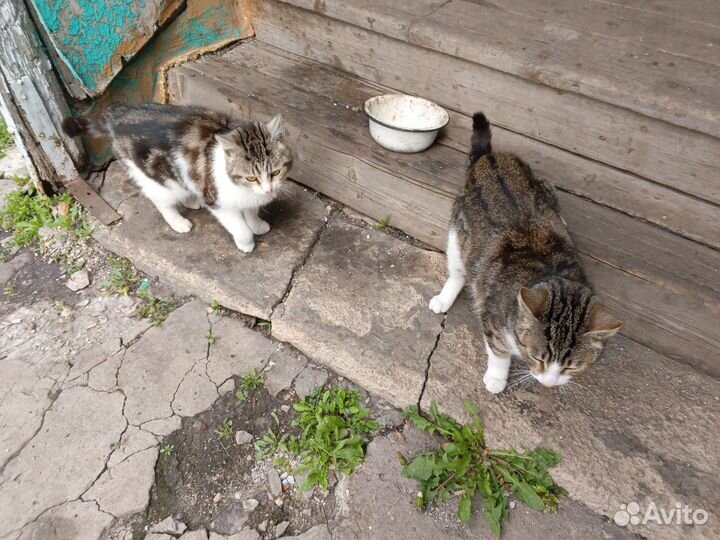 Отдам молодых котиков в добрые руки