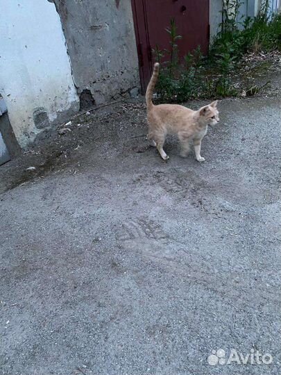 Кошка с котятами.выбросили на улицу