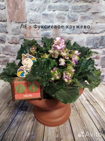 Фиалка в горшках