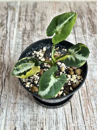 Сингониум яичница