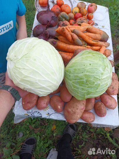 Продам картофель