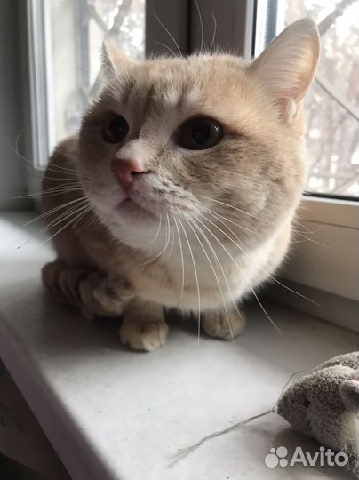 Кот по кличке Персик