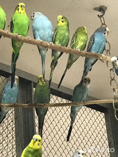 Волнистый попугай