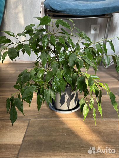 Фикусы Бенджамина