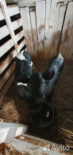 Продам телят