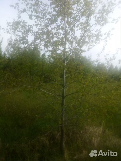 Саженцы дерева Осина