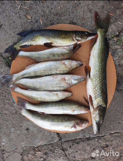 Сдаю дом. Рыбалка, охота, отдых в Астрахани