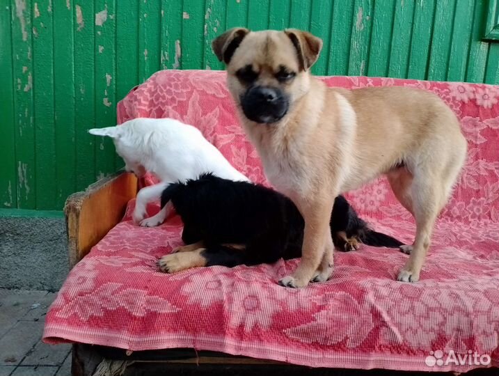 Очаровательный кобель