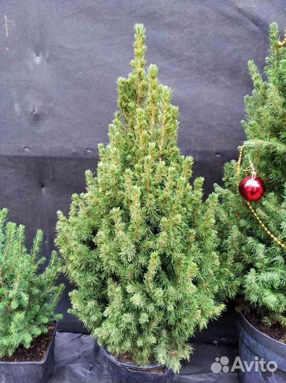 Живая ель Коника канадская