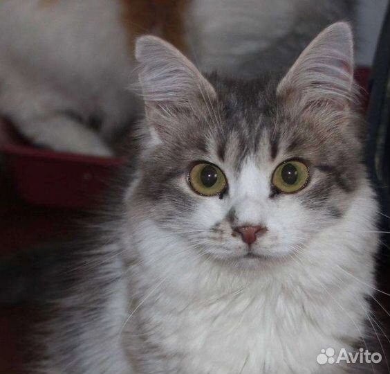 Кошка Пеночка. Ставрополь. Ищем ручки