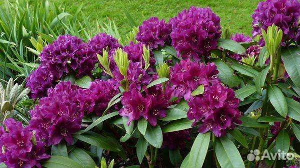 Рододендроны в горшках