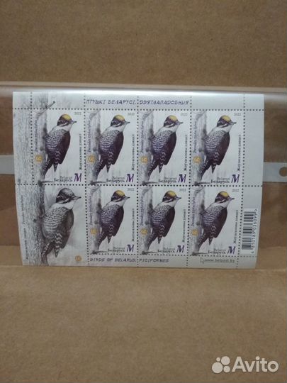 Птицы Беларуси. Дятлообразные 2022 лист