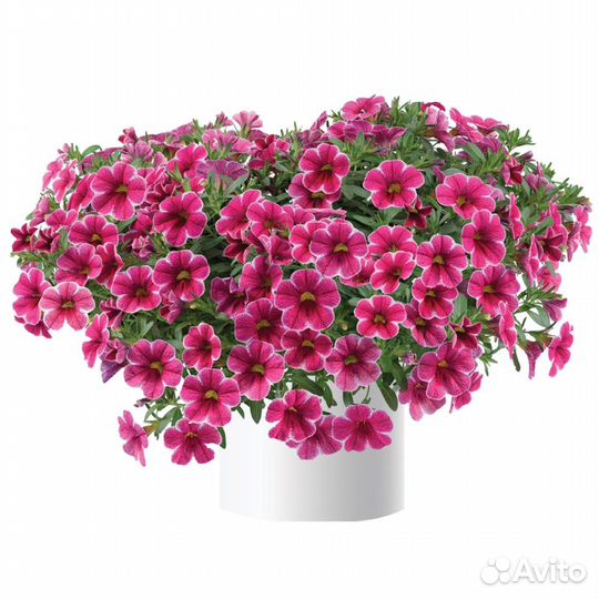 Рассада калибрахоа