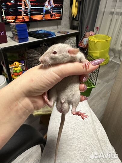 Крыса Дамбо с клеткой