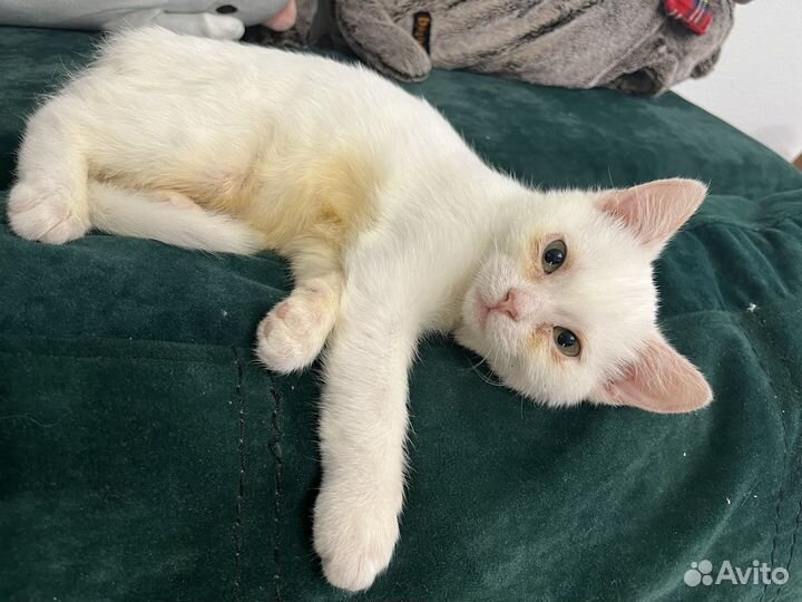 Котенок