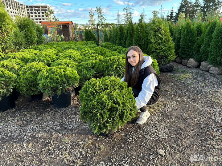 Туя Даника из питомника