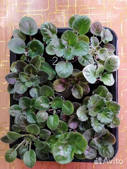 Сортовые фиалки