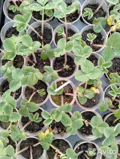 Саженцы клубники