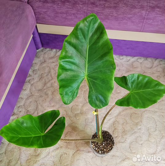 Алоказия Нью Гвинея Голд