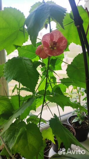 Клен комнатный абутилон