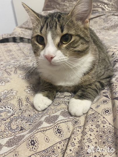 Кот