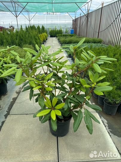 Рододендрон