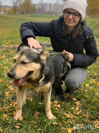 Собака в добрые руки щенок